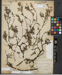 Foto von Salix repens subsp. repens L.